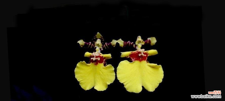 揭示跳舞兰的意义与象征 跳舞兰的花语与寓意