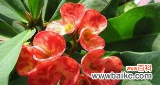 探寻铁海棠的神秘象征与含义 铁海棠花语与寓意解读