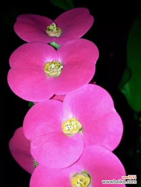 探寻铁海棠的神秘象征与含义 铁海棠花语与寓意解读