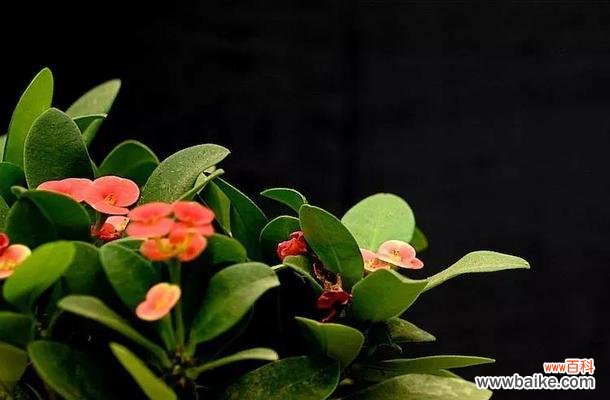 探寻铁海棠的神秘象征与含义 铁海棠花语与寓意解读