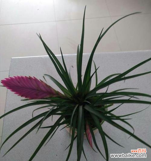 从干枯到盛放 铁兰开花的奇迹——坚韧与希望的象征