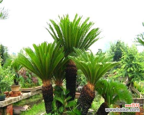 探寻铁树在文化中的重要意义 铁树的象征意义与代表