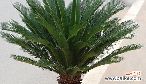 探寻铁树在文化中的重要意义 铁树的象征意义与代表