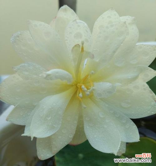 探究碗莲花的含义与象征 碗莲之美