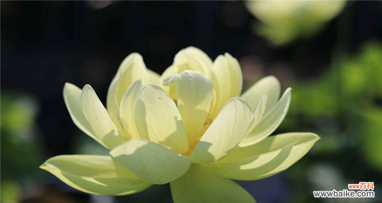 探究碗莲花的含义与象征 碗莲之美