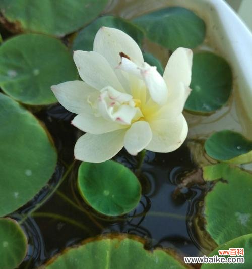 探究碗莲花的含义与象征 碗莲之美