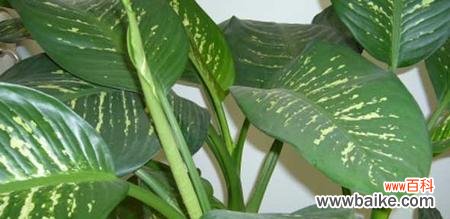 探索万年青植物在文化 万年青的象征意义与寓意