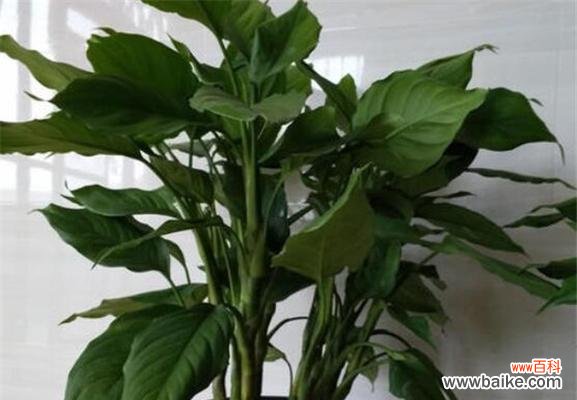 探索万年青植物在文化 万年青的象征意义与寓意