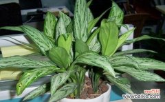 探索万年青植物在文化 万年青的象征意义与寓意