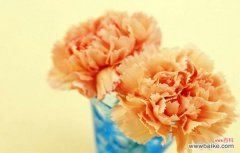 用康乃馨送给特别的人 康乃馨的美好寓意及送礼对象