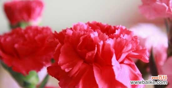 传递真爱与感激的鲜花 康乃馨的花语与寓意