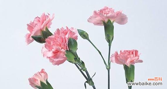 传递真爱与感激的鲜花 康乃馨的花语与寓意