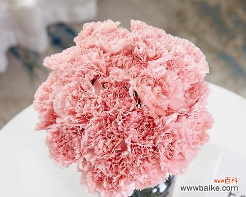 探索康乃馨颜色的神秘之语 康乃馨的花语和寓意