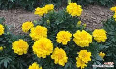 探寻孔雀草的独特魅力与美丽 孔雀草的花语及象征意义