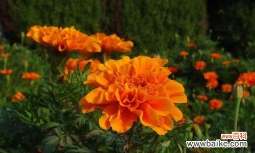 探寻孔雀草的独特魅力与美丽 孔雀草的花语及象征意义