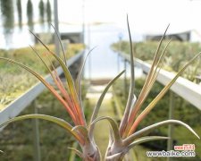 以空气凤梨花语为主题的文章