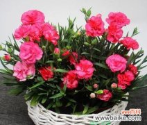 探寻康乃馨的历史和文化意义 康乃馨之美