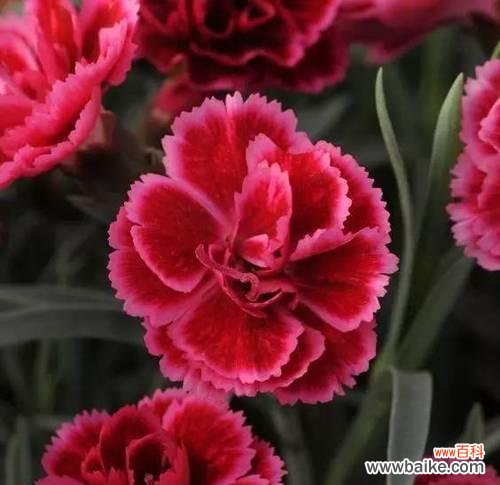 探索康乃馨的美丽内涵 康乃馨