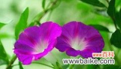 探索喇叭花的神秘语言 喇叭花花语解析