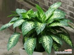 探索万年青背后的象征意义和教导 万年青的象征意义与启示