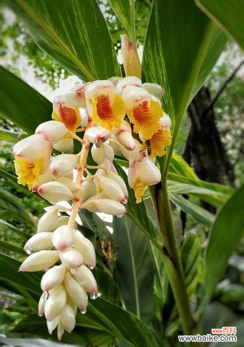 探寻威海市花的寓意 威海的市花是什么花