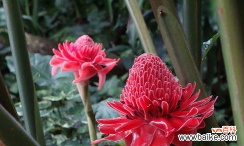 探寻威海市花的寓意 威海的市花是什么花