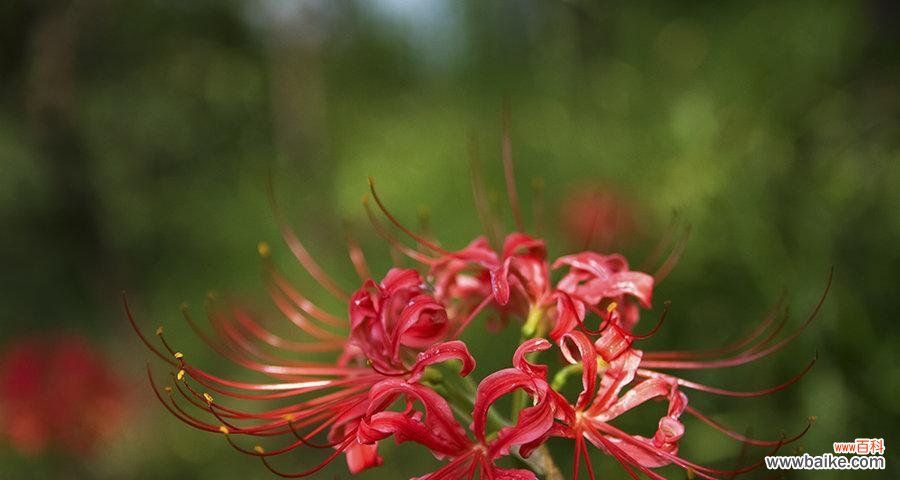 探寻威海市花的寓意 威海的市花是什么花