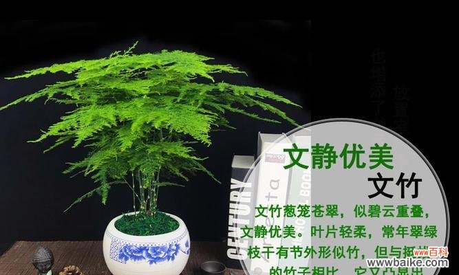 揭秘文竹的花期及象征内涵 文竹花开的时节与寓意