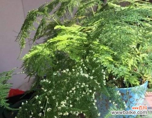 揭秘文竹的花期及象征内涵 文竹花开的时节与寓意