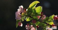 品味海棠花的优雅 以西府海棠的花语和寓意