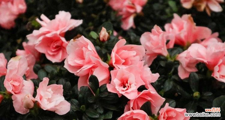 追寻乌鲁木齐之美 乌鲁木齐的市花——天山雪莲