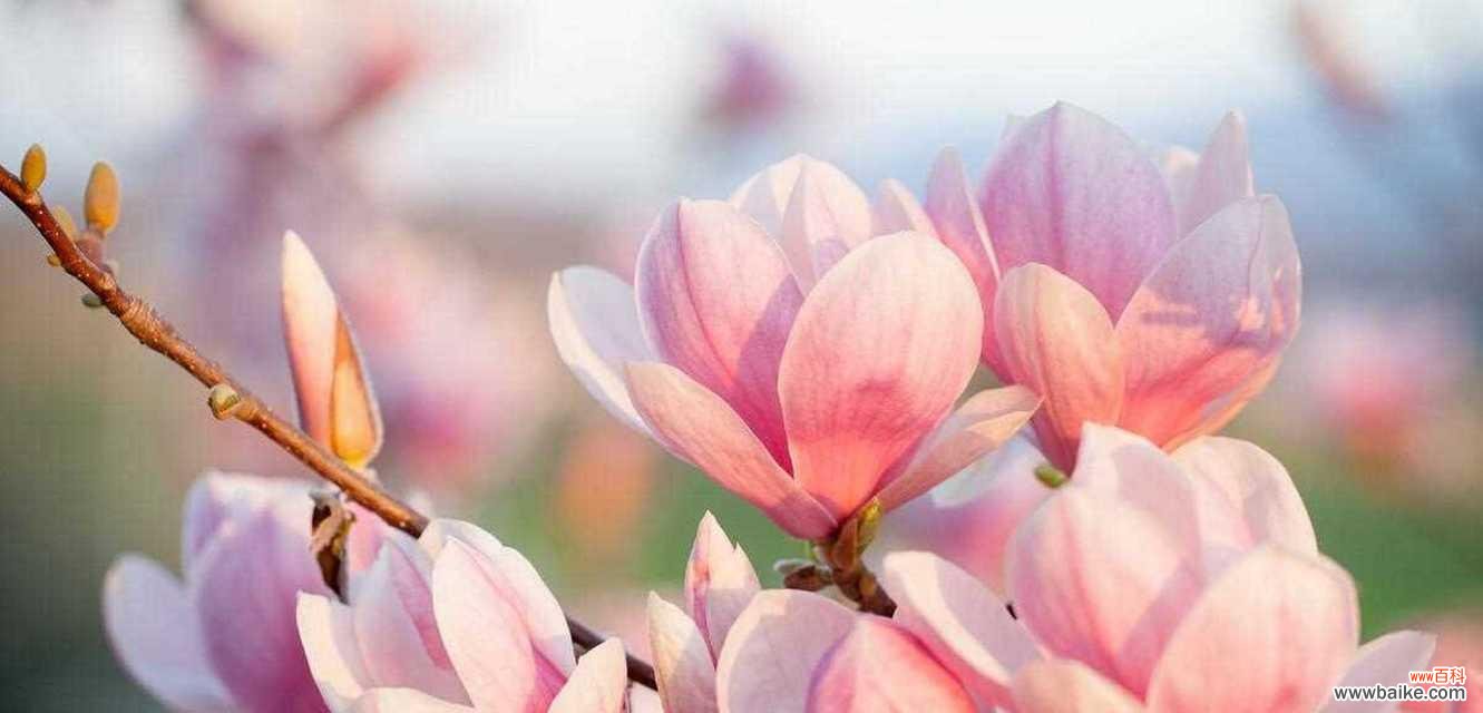 探索五瓣花的美丽与神秘 五瓣花的花语和寓意