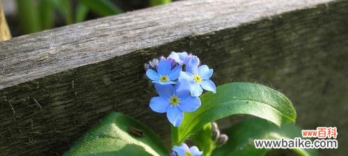 守护爱与友谊的坚毅之花 勿忘我——花开不败的坚韧与守护