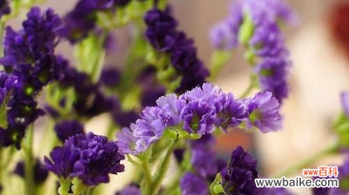 传递爱与记忆的小花朵 忘记不了的花语——勿忘我的含义与象征