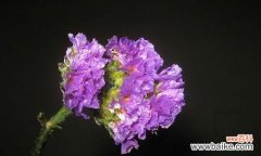 传递爱与记忆的小花朵 忘记不了的花语——勿忘我的含义与象征