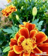 探寻孔雀花的传奇之美 孔雀花的花语与意义