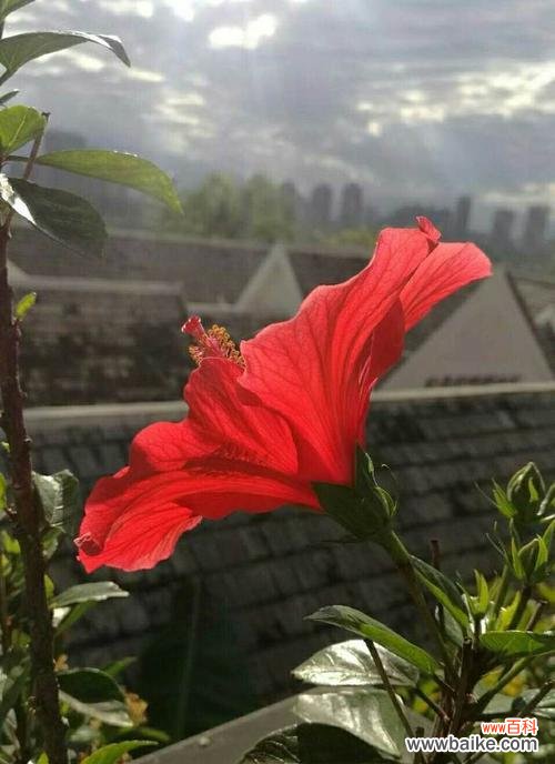 探寻孔雀花的传奇之美 孔雀花的花语与意义