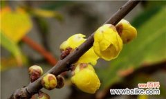 揭开腊梅花的神秘面纱 腊梅花的花语与含义