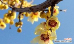 揭示腊梅花的意义和象征 腊梅花