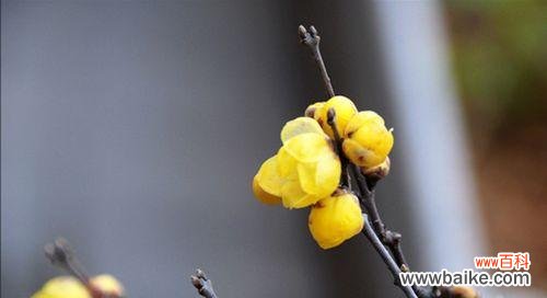 揭示腊梅花的意义和象征 腊梅花