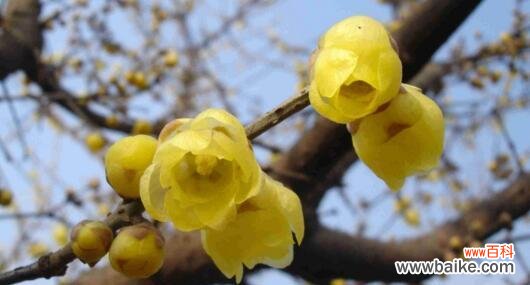 揭示腊梅花的意义和象征 腊梅花