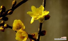 解读腊梅花的深层含义 腊梅花的寓意是什么