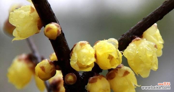 揭秘腊梅的神奇寓意与故事 腊梅花语的含义与传说