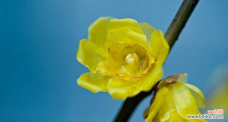 揭秘腊梅的神奇寓意与故事 腊梅花语的含义与传说
