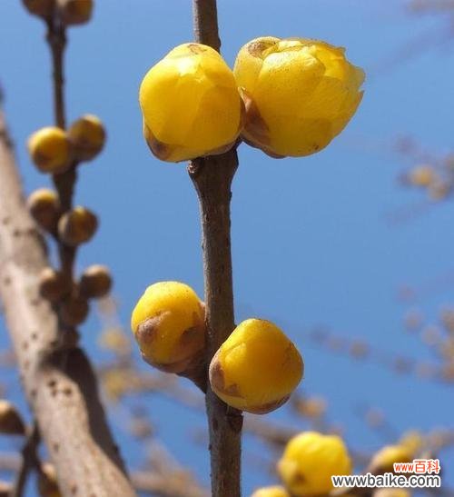 揭秘腊梅的神奇寓意与故事 腊梅花语的含义与传说