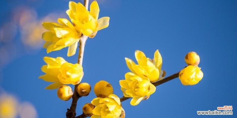 传达真挚情感 腊梅花的花语和象征
