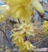 传达真挚情感 腊梅花的花语和象征