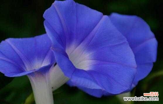 喇叭花 喇叭花