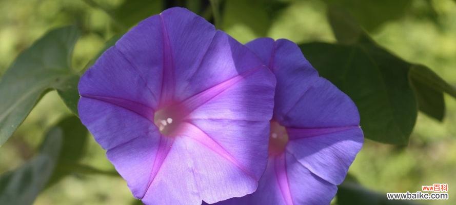 喇叭花 喇叭花