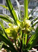 探寻兰花的神秘符号与文化内涵 兰花的象征意义